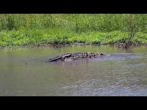 Djuma: Crocodile moving around - 12:11 - 02/27/20