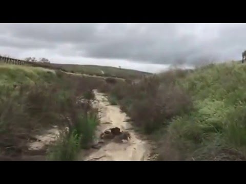 Goshawk Hunt 3-13-16