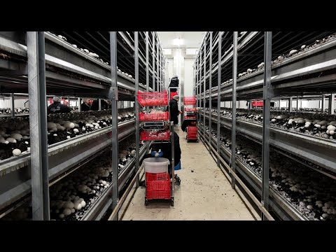 Mushrooms “made in” Chevillon