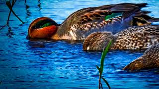 Baskett Slough National Wildlife Refuge,10/28/2018 Baskett Slough National Wildlife Refuge,10/28/2018