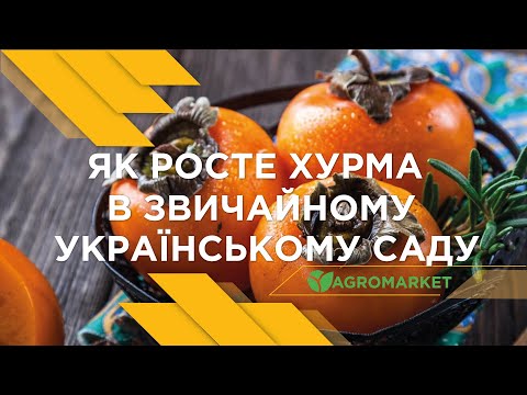 Як росте ХУРМА в звичайному українському саду. Поради з ВИРОЩУВАННЯ ХУРМИ від АГРОМАРКЕТ