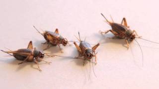 Silent Crickets from Livefoods Direct