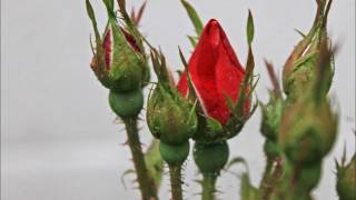 The Stray Birds - &quot;Feathers &amp; Bones&quot;