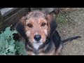BARAK AV KÖPEĞİ EGİTİM CALIŞMASI Barak Egitim Kopay Av