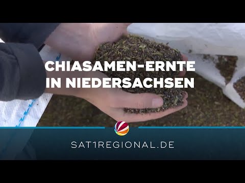 Chiasamen: Superfood aus Niedersachsen wird geerntet