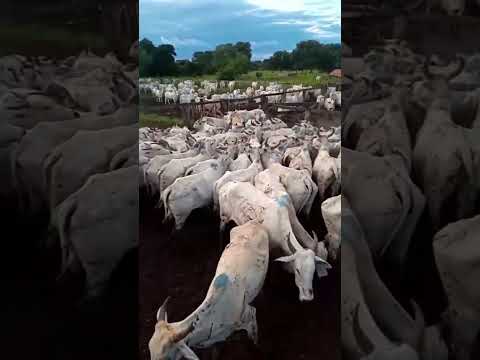 vendo está fazenda em apiacas mato grosso MT com 9.989 hectares $55.000 milhões parcelada #gado