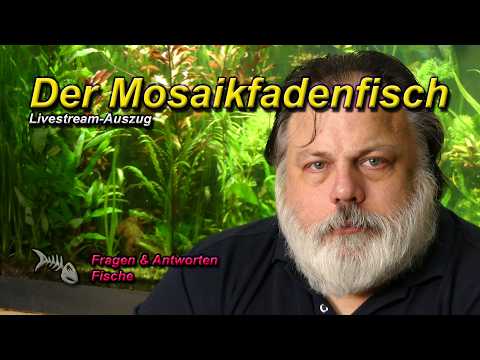Der MOSAIKFADENFISCH - Trichopodus leerii