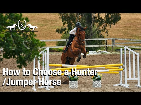 How to Choose a Hunter Jumper Horse