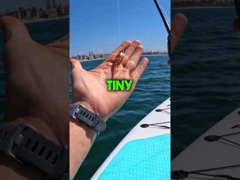 MICRO Artificial Shrimp Bait Catches Everything! BFS Fishing 101 #zmanfishing #fishing-video