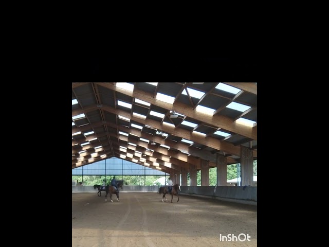 A vendre jument dressage 