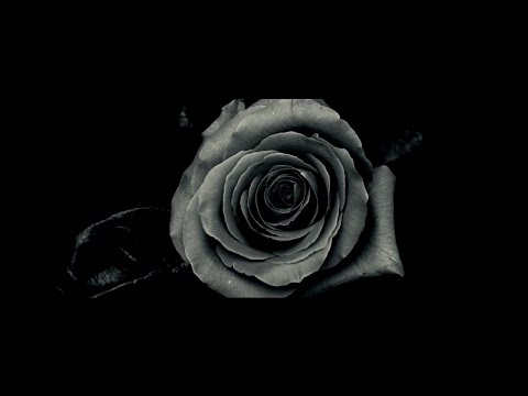 1k StayActive - Family Ties Freestyle (Official Music Video)