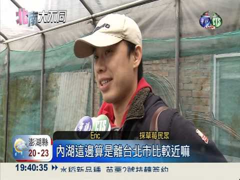 不用去大湖! 內湖也能採草莓