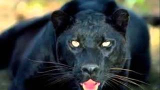 THE IMPRESSIONS...COLOR US ALL GRAY ...I'M LOST...