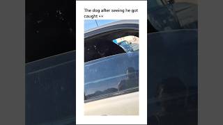 Nah. It’s too hot for that dog to be out there