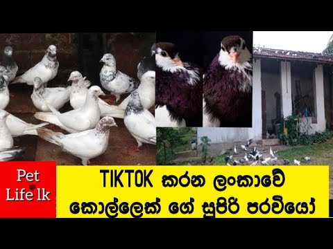 Lankan Supiri Paravi | සුපිරි පරවි - Pet Life Lk | Paravi sinhala -Lankan super pigeon |Supiri Parvi