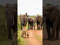 Elephant Sound 🐘 Giant African Elephant Scares Lions Without Even Moving… Just Single Loud Trumpet 😳