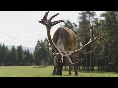 Südtirol Natururlaub am Ritten Ober Bozen Rinder , Lamas, Hirsche, Schweine und vieles mehr...