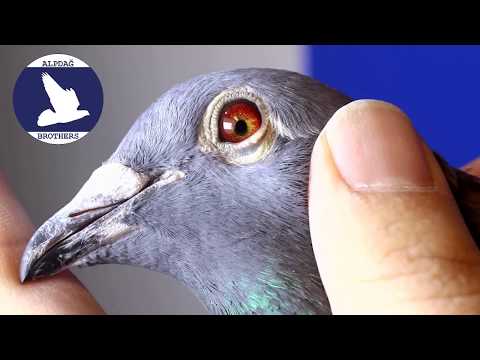 BE18 6018869 GEERINCKX PIGEONS (LUC,BART & JURGEN)