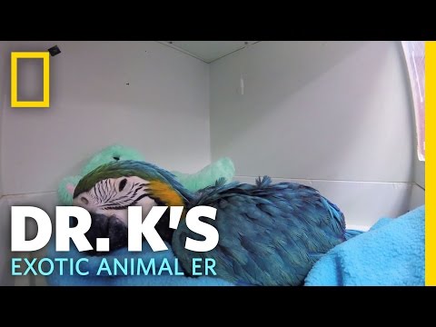 快方に向かうコンゴウインコの赤ちゃん｜ドクターKのエキゾチックアニマルER (Baby Macaw on the Mend | Dr. K's Exotic Animal ER)