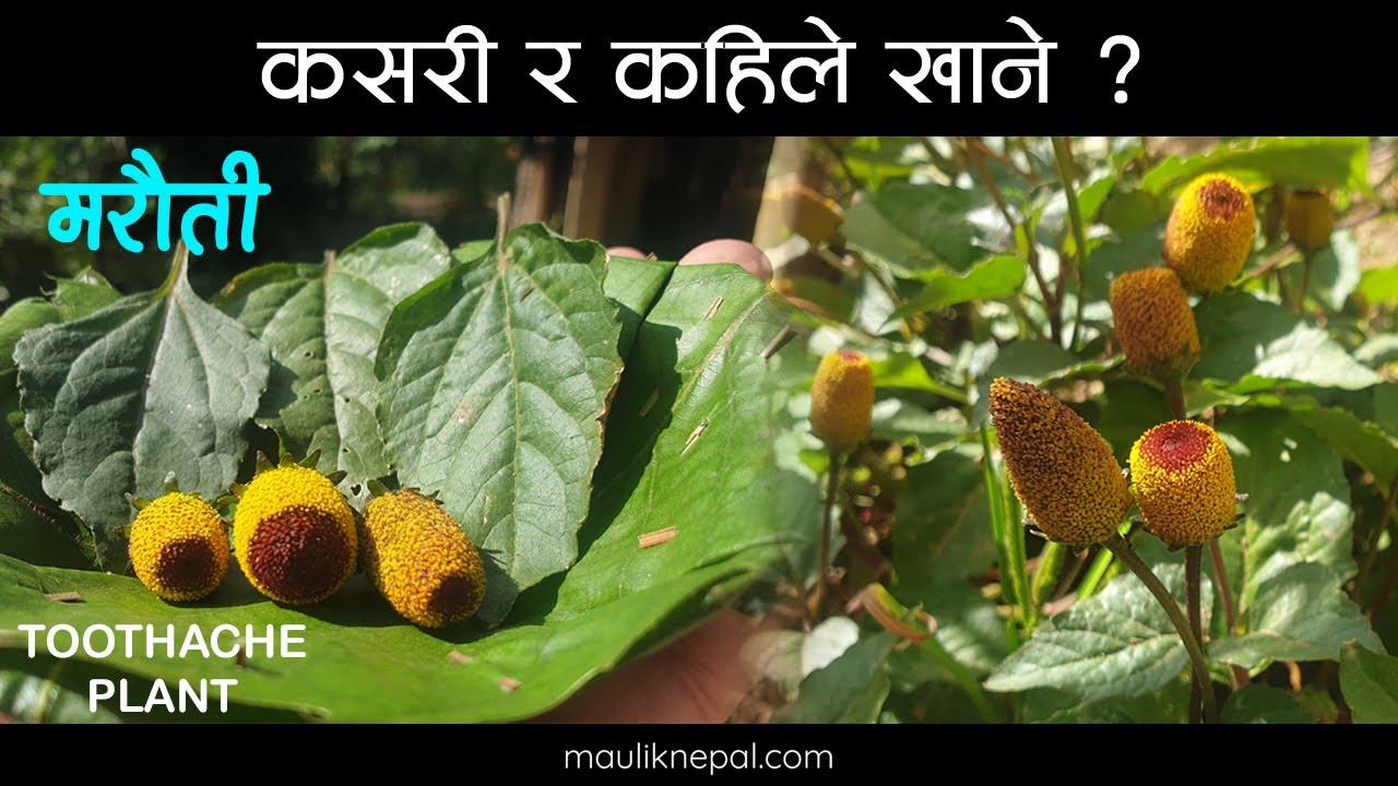 हेला गरिएकाे जडिबुटी मरहठी | Marethi | Toothache Plant | Maruti Medicinal Herbs of Nepal Jadibuti
