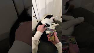 Opening some Chaos Rising Packs!! #pokemon #pokemoncards #cat #chaosrising #cardpacks