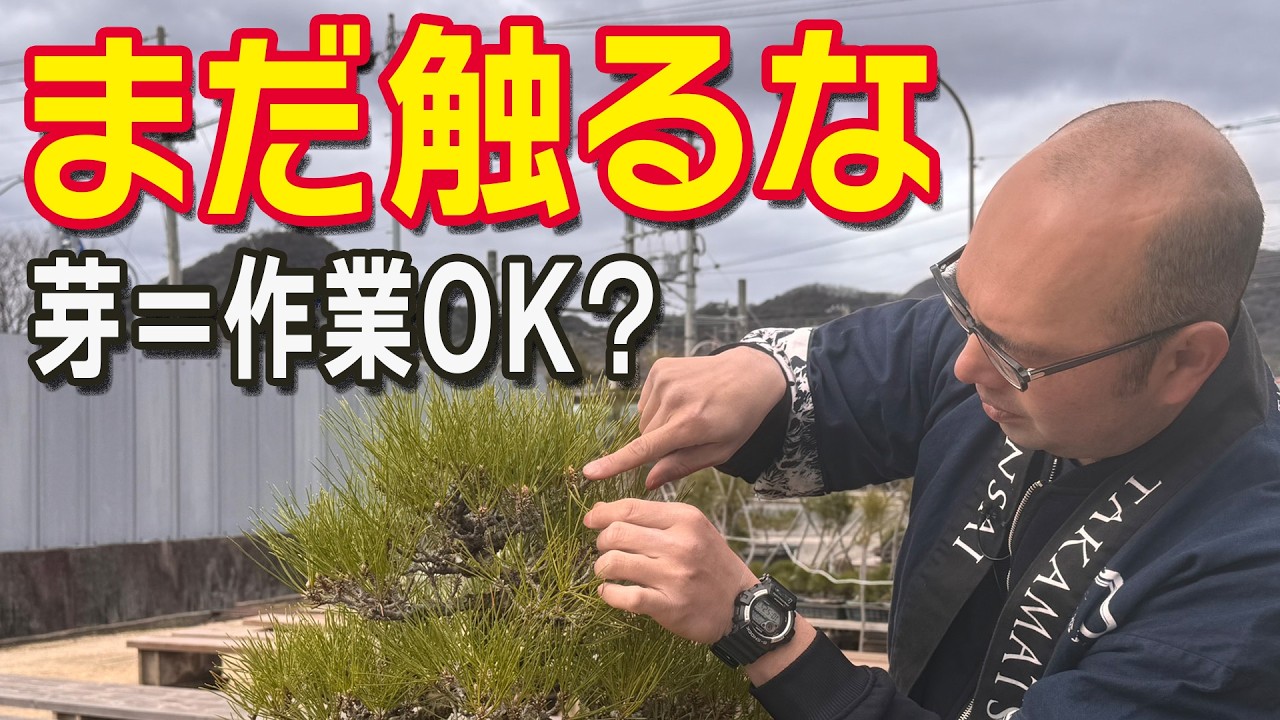 松盆栽の新芽、すぐ切るのはNGです【初心者がやりがちな失敗】