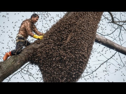 STOP Climbing Trees for Wild Honey Until You Watch This