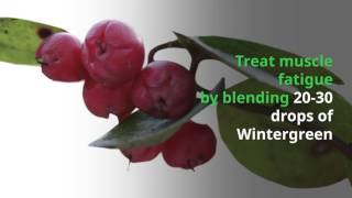 7 Incredible Uses for Wintergreen Essential Oil