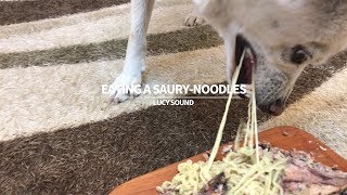 Dog Eating Saury Noodles [Sound Dogs Love]