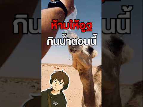 ห้ามให้อูฐกินน้ำระหว่างเดินทาง! 🐪 #อูฐ #Camel #AnimalFacts #สัตว์ #ความรู้รอบตัว #สาระความรู้
