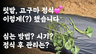 텃밭, 고구마 정식