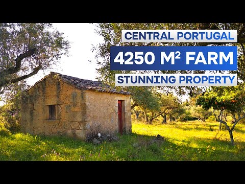 22.500€ | Stone House with Olive Groves in Portugal | Full Land Walkthrough | Small farm