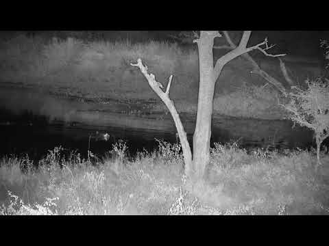 Djuma: Three Hippos in corner by dam wall - 21:29 - 04/18/21
