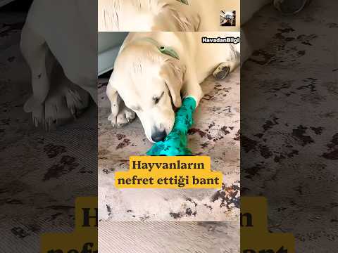 Hayvanların Nefret Ettiği Bant