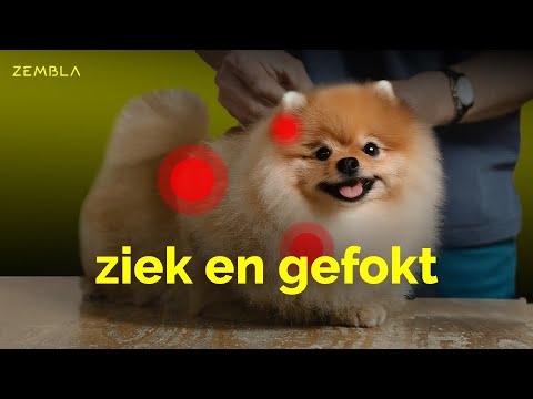 Hoe zieke honden in strijd met de wet worden gefokt | Zembla