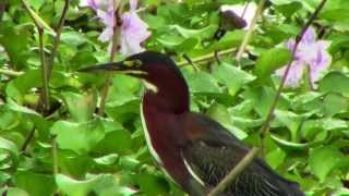 preview picture of video 'Garza Tigre Rojiza (Tigrisoma lineatum) by trucha 1.618'