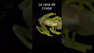 La rana de CRISTAL