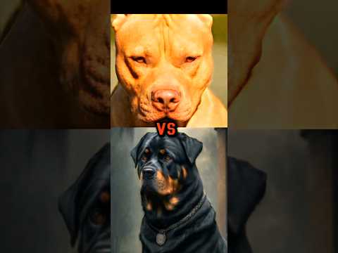PIT BULL VS TURKISH KANGAL, ROTTWEILER,CANE CORSO
