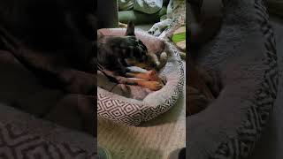 Video preview image #1 Australian Shepherd-Unknown Mix Puppy For Sale in FAIRLAWN, OH, USA
