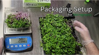 Packaging Microgreens for Stores and Restaurants