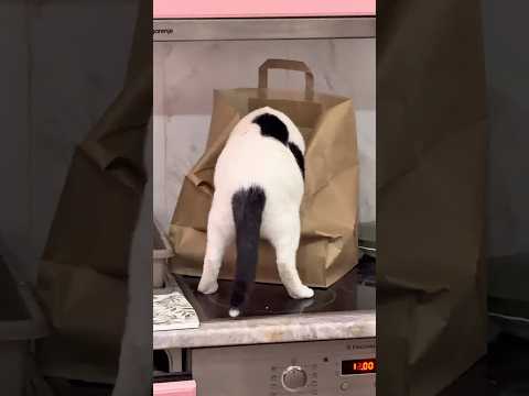 Sabka - organizovani kriminal #sabka #cat