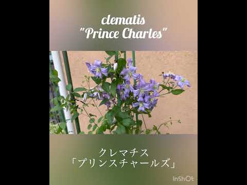 園芸 小さな花のクレマチス