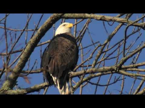 Bald Eagle montage set to song 