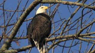 Bald Eagle montage set to song 