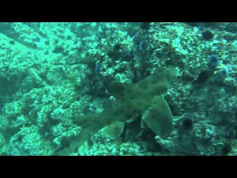 Ocean Safari Outdoors Anacapa 3.31.12