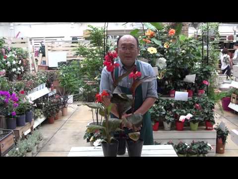 園芸 カンナ、ハイブリッドバリジャー、ガーデンカンナ