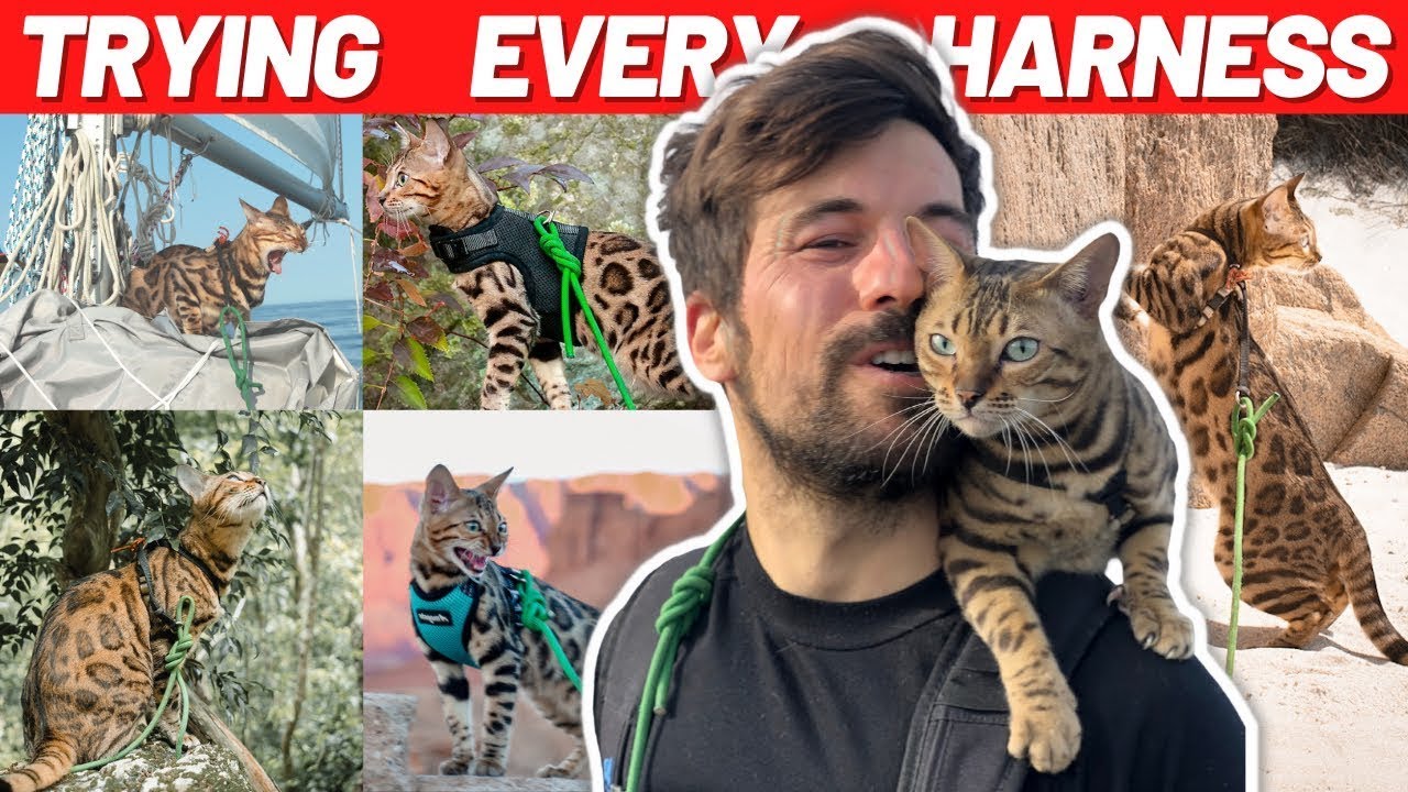 Watch video Best Cat Harnesses Under $20 To Buy in 2023 (Ultimate Test) Now Best Cat Harnesses Under $20 To Buy in 2023 (Ultimate Test)