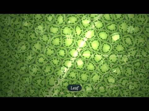 Tussock video thumbnail