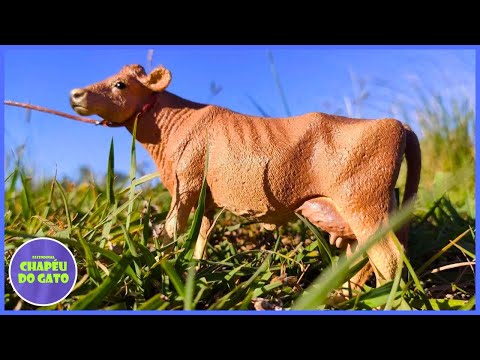 FANTÁSTICO! CHEGOU A NOVA VACA JARSEY #chapeudogato