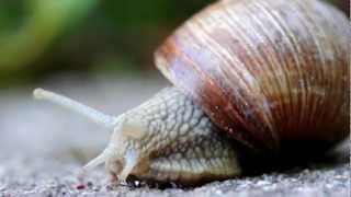 True Facts About The Land Snail